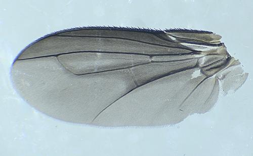 Réf. 305 447 : Melanophora roralis